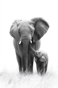 Elephant Family Portrait